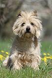 CAIRN TERRIER 249